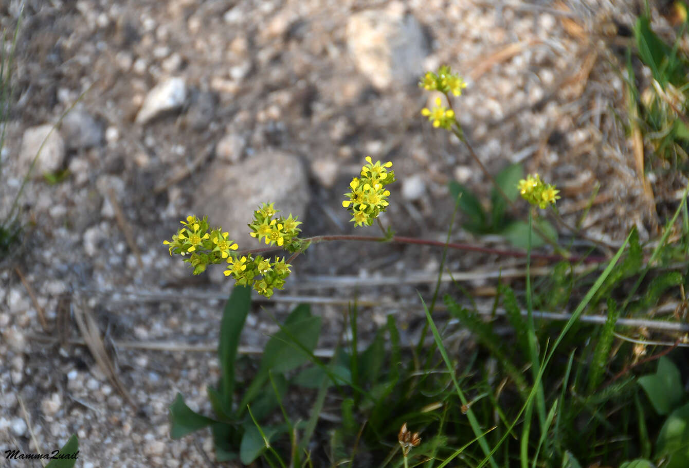 Imagem de Ivesia campestris (M. E. Jones) Rydb.