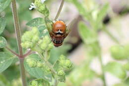 Microtropesa ochriventris Malloch 1929 resmi