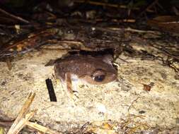 Image of Montane Litter Frog