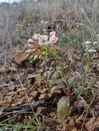 Eremothera boothii subsp. decorticans (Hook. & Arn.) W. L. Wagner & Hoch resmi