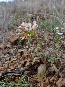 Eremothera boothii subsp. decorticans (Hook. & Arn.) W. L. Wagner & Hoch resmi