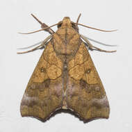 Image of Yellow Scallop Moth