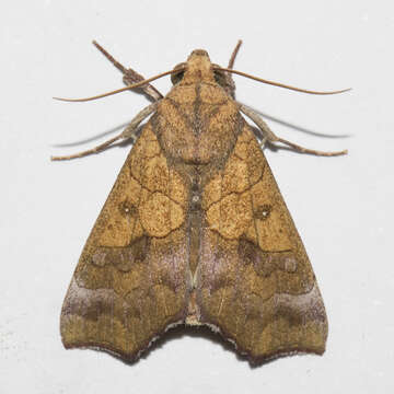 Image of Yellow Scallop Moth