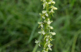 Слика од Platanthera stricta Lindl.