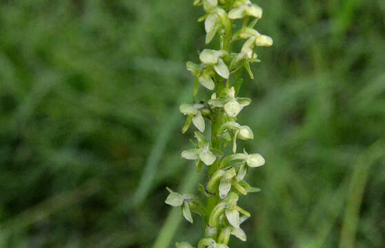 Imagem de Platanthera stricta Lindl.