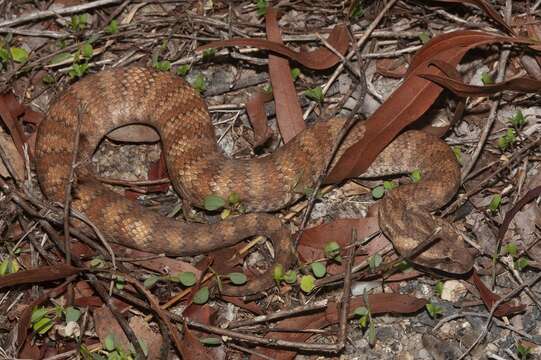 Image of Northern death adder