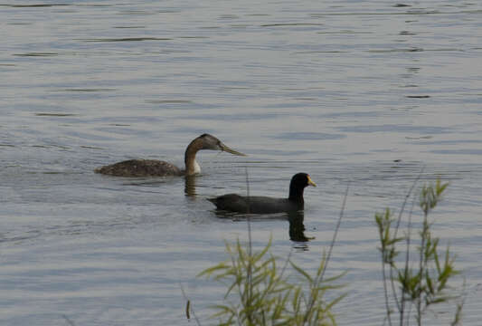 Image of Great Grebe