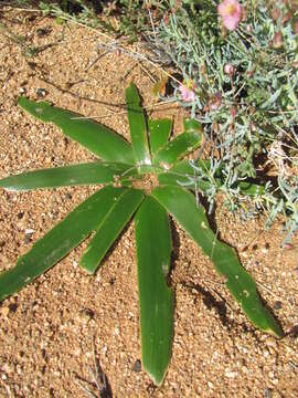 Image of Albuca secunda (Jacq.) J. C. Manning & Goldblatt