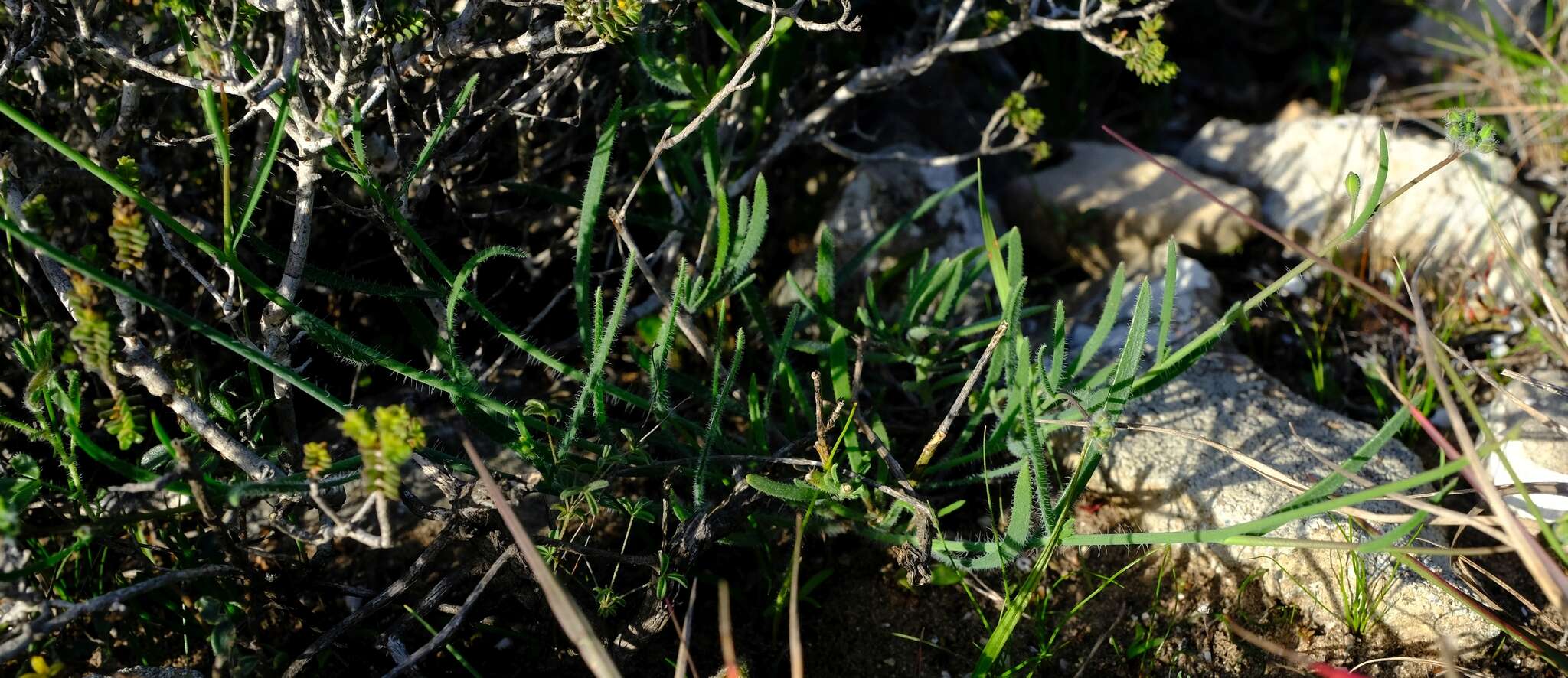 Image of Heliophila linearis var. linearis