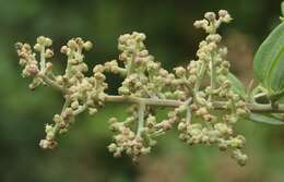 Sivun Chenopodium baccatum Labill. kuva