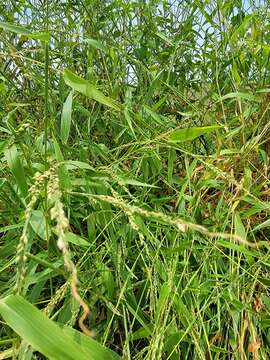 Plancia ëd Brachiaria texana (Buckley) S. T. Blake