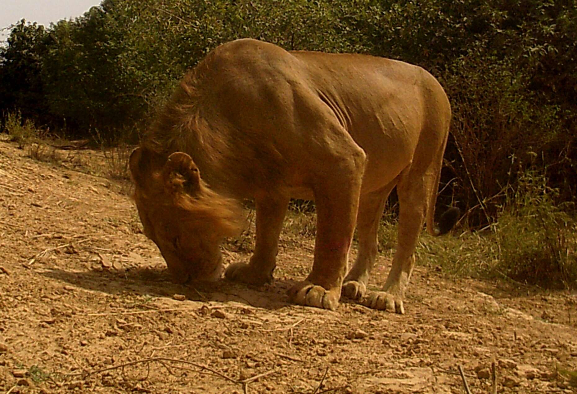 Image of Barbary lion