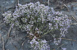 Image de Limonium sareptanum (A. Becker) Gams