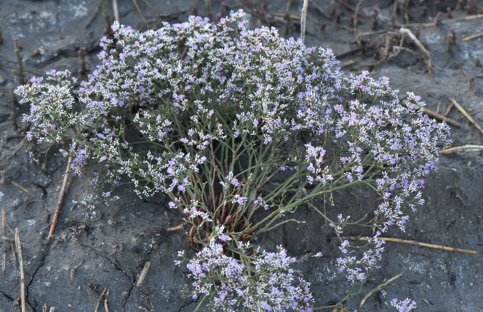 Image de Limonium sareptanum (A. Becker) Gams