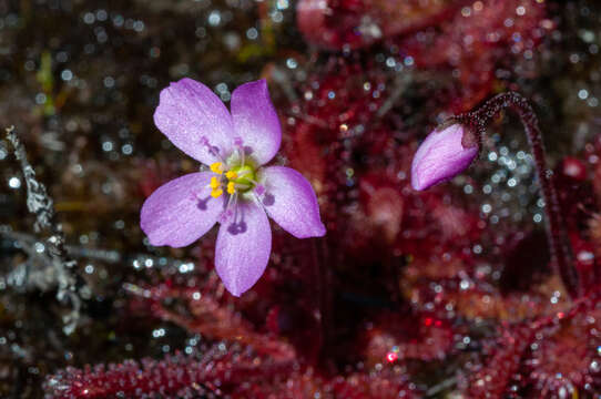 Imagem de Drosera trinervia Spreng.