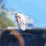 Image of Small Fleck-winged Snipe Fly