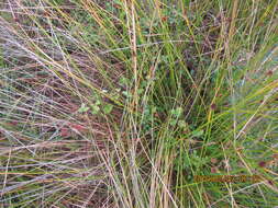 Слика од Rubus cochinchinensis Tratt.