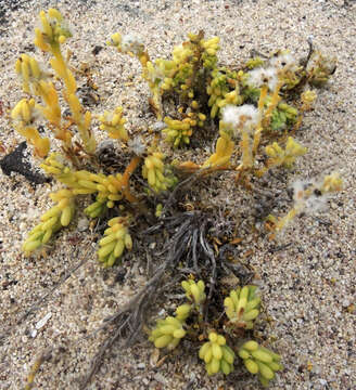 Portulaca californica D. Legrand resmi