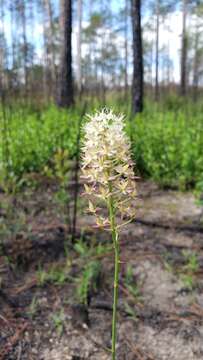 Image of Stenanthium texanum