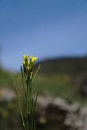 Image of Conringia austriaca (Jacq.) Sweet