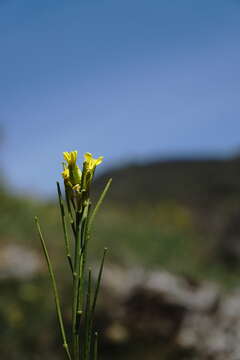 صورة Conringia austriaca (Jacq.) Sweet