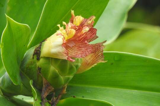 Image of Costus laevis Ruiz & Pav.