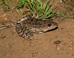 Image of Florida Leopard Frog