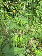 Image of Bidens pilosa var. minor (Bl.) Sherff