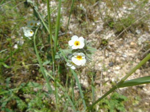 Image of Alkanna corcyrensis Hayek