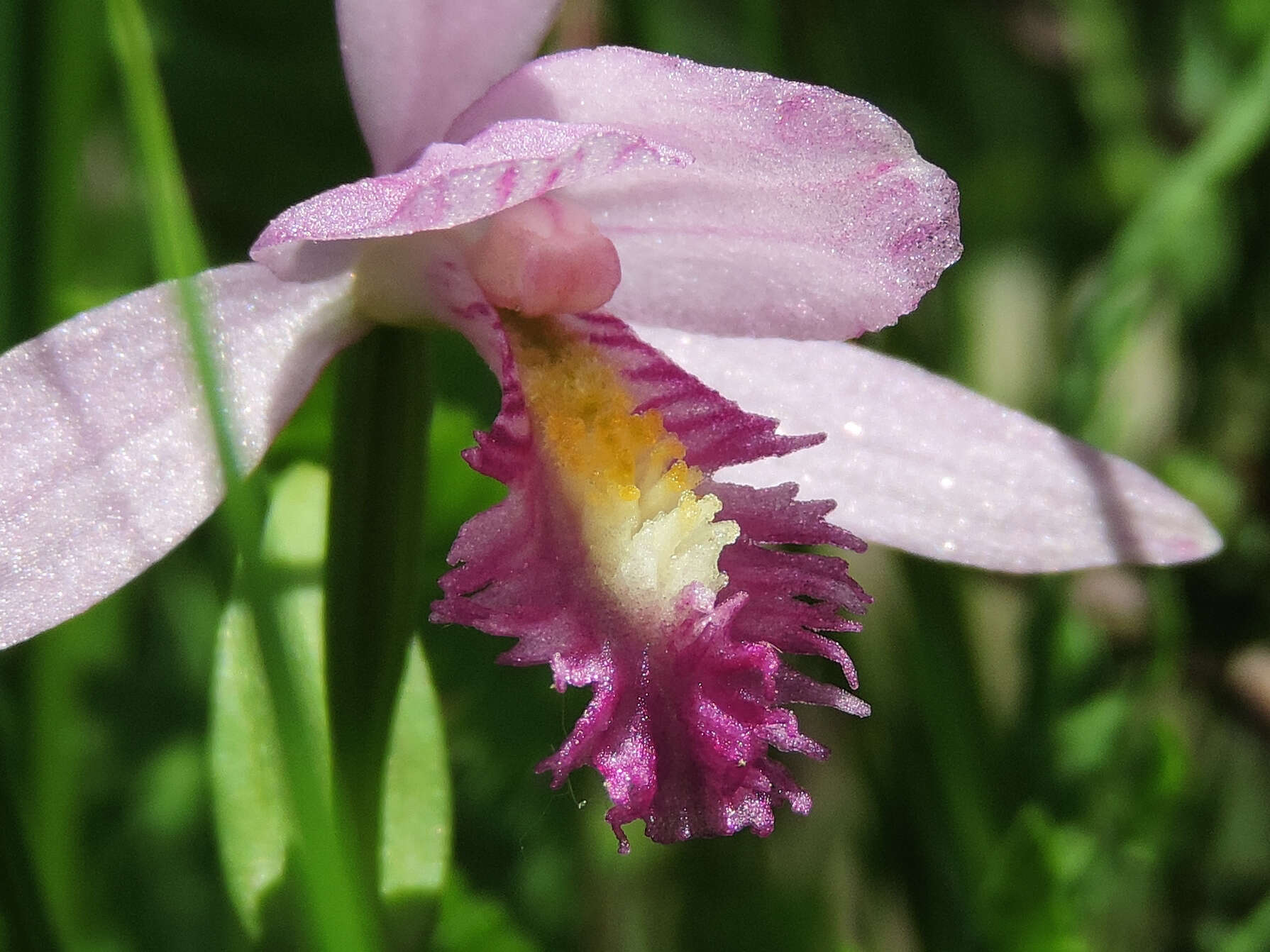 Image of snakemouth orchid