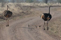 Image of Somali Ostrich