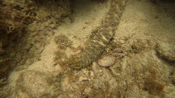 Image of tiger tail sea cocumber