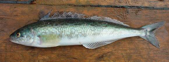 Image of Okhotsk atka mackerel