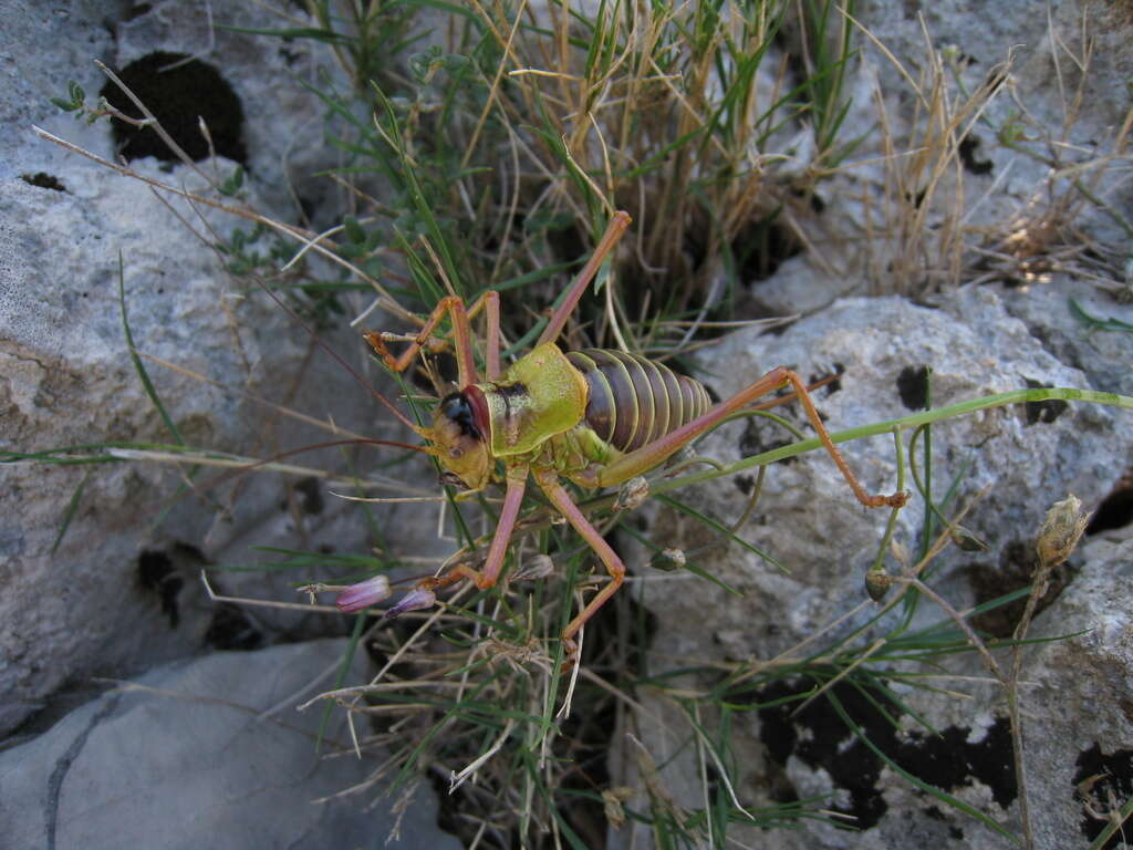 Image of Ephippiger diurnus Dufour 1841