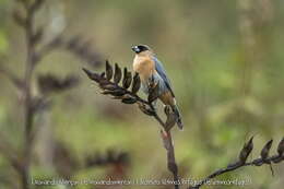 Image of Cinnamon Tanager