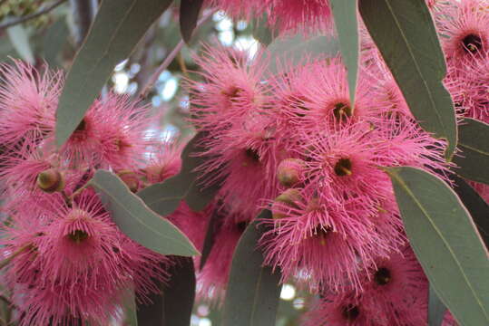 Image de Eucalyptus sideroxylon subsp. sideroxylon