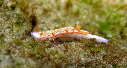 Image of Hypselodoris fucata Gosliner & R. F. Johnson 1999