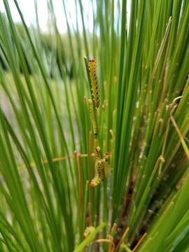 Image of Red-headed Pine Sawfly