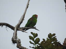 Image of Red-faced Parrot