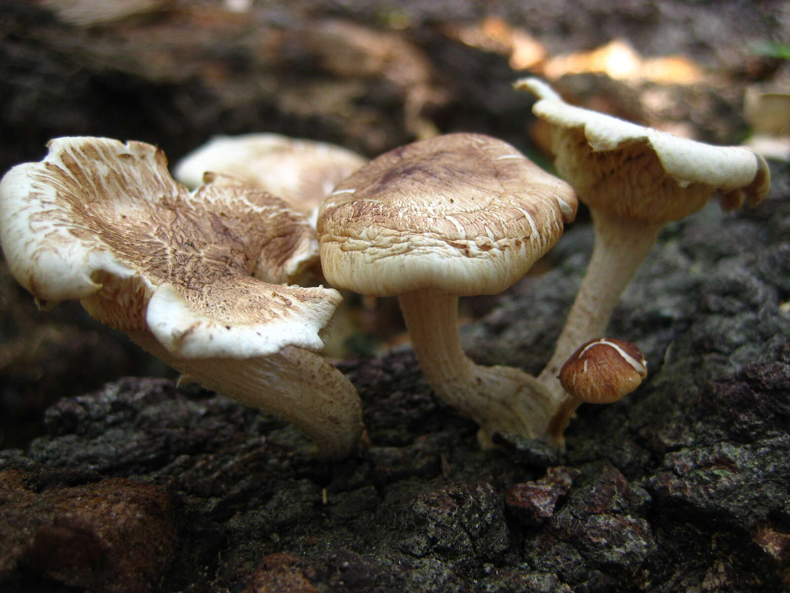 Image of Lentinula raphanica (Murrill) Mata & R. H. Petersen 2001