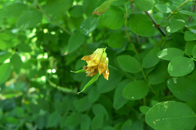 Imagem de Lathyrus holochlorus (Piper) C. L. Hitchc.