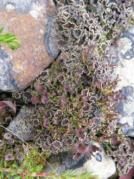 Image of bowl lichen