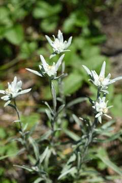 Image of Leontopodium ochroleucum Beauv.