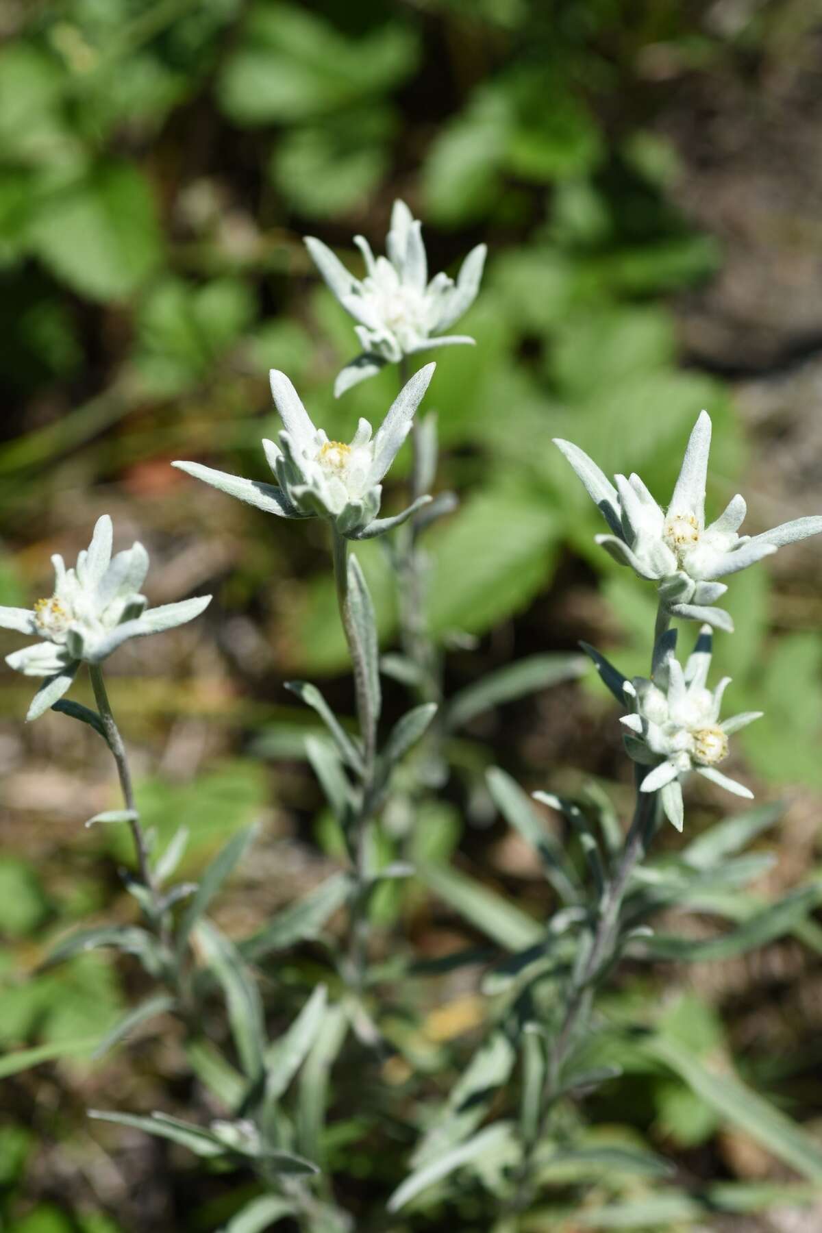 Leontopodium ochroleucum Beauv. resmi