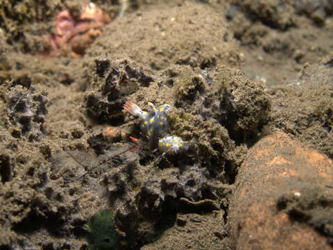 Image of Hypselodoris confetti Gosliner & R. F. Johnson 2018