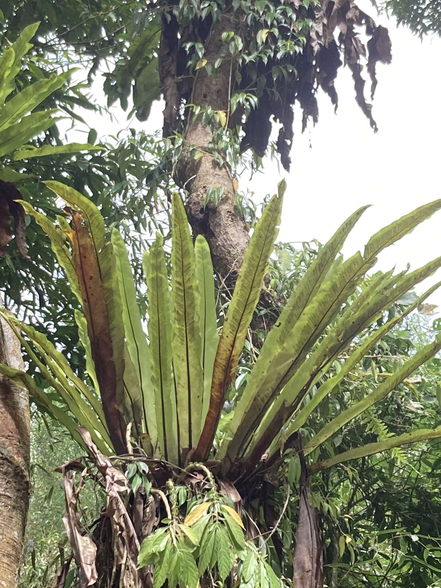 Image of Asplenium antiquum Mak.