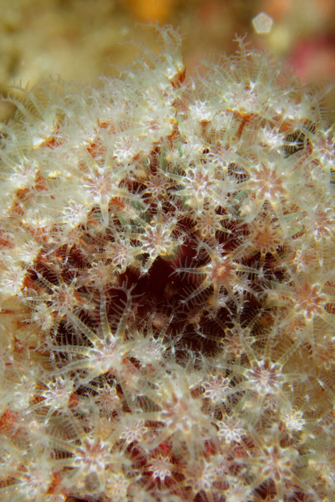 Imagem de Alcyonium bocagei (Saville Kent 1870)