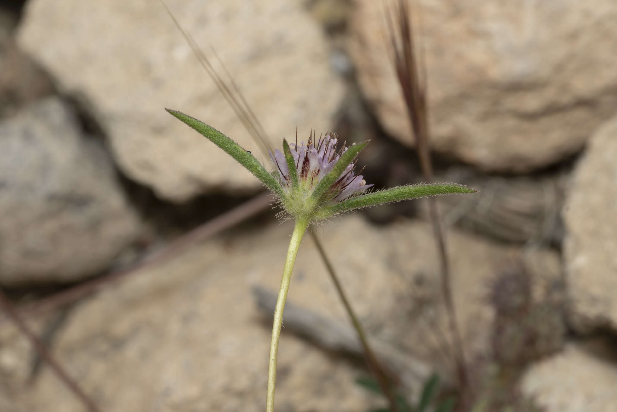 Image of Lomelosia divaricata (Jacq.) W. Greuter & Burdet