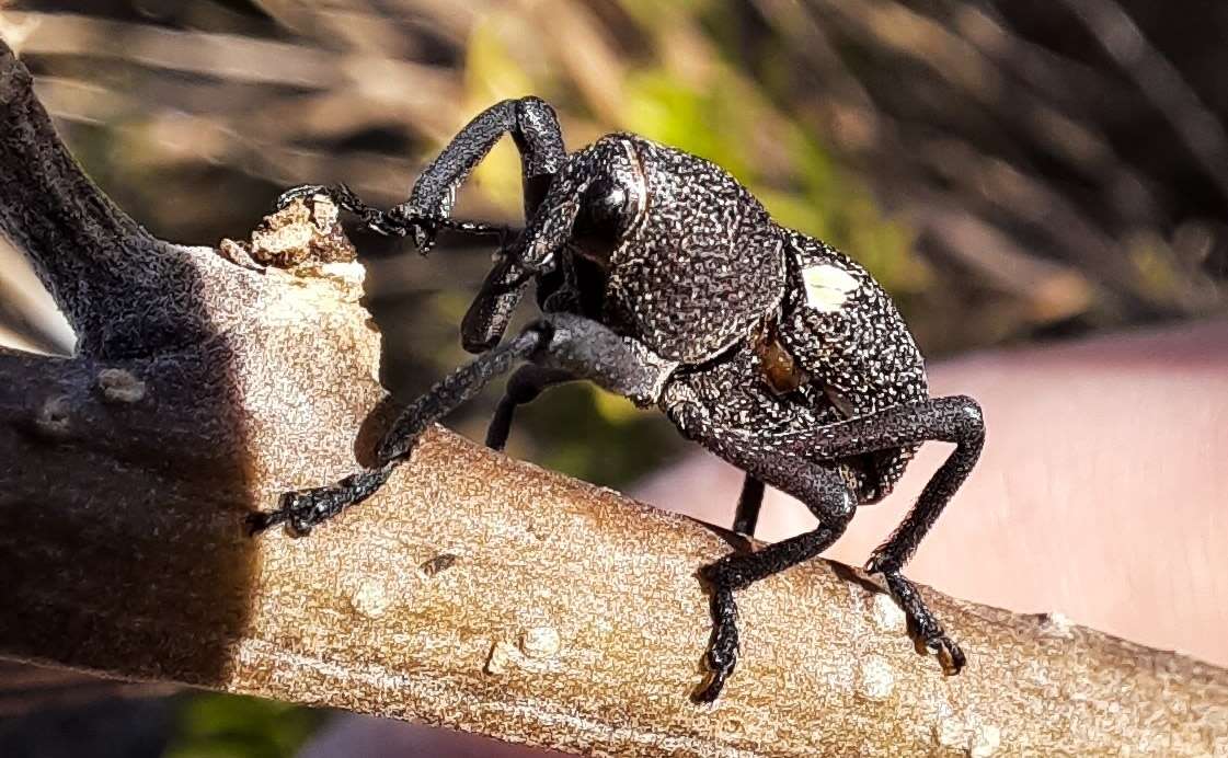 Image of Bark weevil