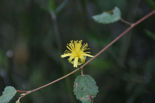 Image of Grewia microcyclea (Burret) Capuron & Mabberley